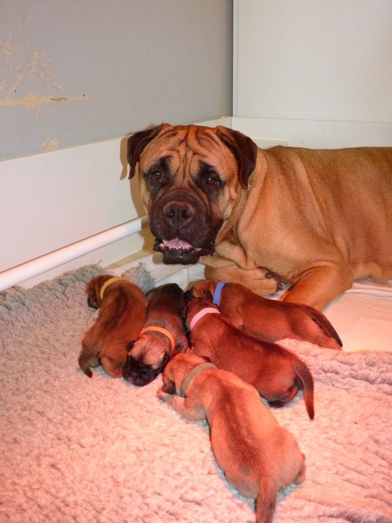 Chiot Bullmastiff Du Domaine De Maossara